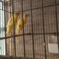 قناری یسر جیور
