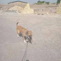 سگ دورگ
