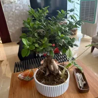 گل بزرگ جنسینگ بنسای مناسب کادو و هدیه