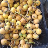 ازگیل آمریکایی