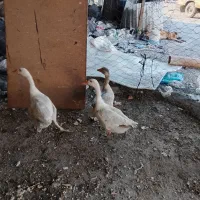 غاز