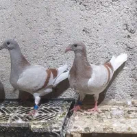 کبوتر غوره
