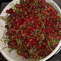 البالو