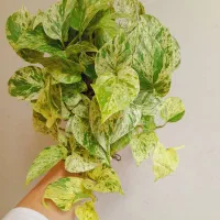 گل و گیاه هویا فیلودندرون کاکتوس مانسترا تای قلمه