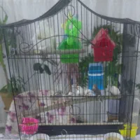 فنچ