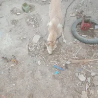 سگ ژرمن|سگ|ایرانشهر, |دیوار