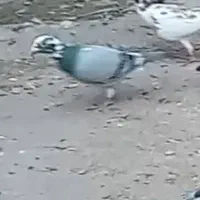 کفتر قره سوز