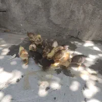 جوجه محلی