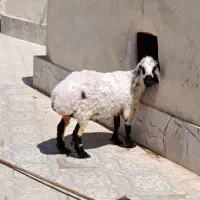 میش چاق‌