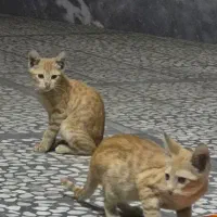 واگذاری رایگان بچه گربه