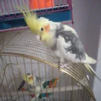 کبوتر پیدا شده