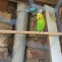 مرغ عشق نر انگلیسی مادش ضمانتی جوجه