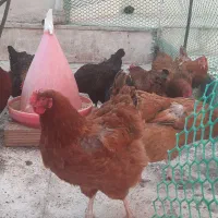 فروش ۱۵ عدد مرغ محلی