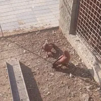 جفت کبوتر کربلایی وارداتی