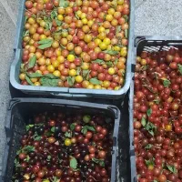 آلوچه خوشمزه