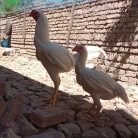 فروش مرغ و خروس لاری