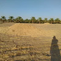 کاه گندم خرد شده