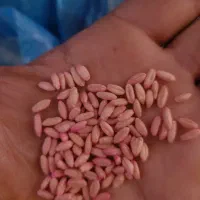 بذر گندم سم زده شده (رقم صدرا هشترود) تناژ بالا