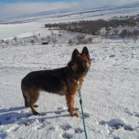 سگ ژرمن ماده