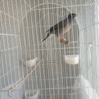 مرغ مینا سخنگو