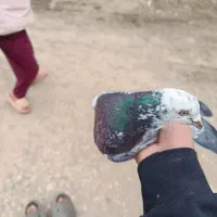 کفتر