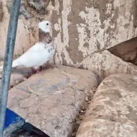 1عدد طوقی