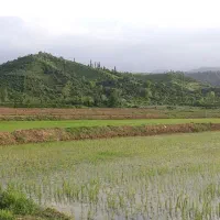 مزرعه برنج