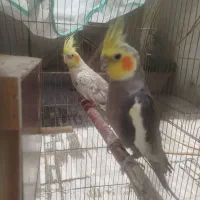 پرنده