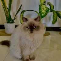 گربه اسکاتیش