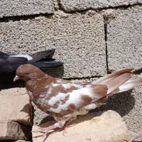 کبوتر پرشی بسیار دروشت و سروحال