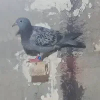 حمیدیه.