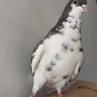 تعدادی ماده یال
