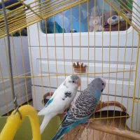 مرغ عشق