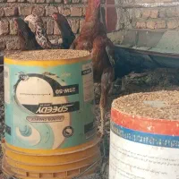 لاری تخم لاری