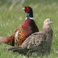 یک جفت تیرنگ(مرغ آمریکایی)