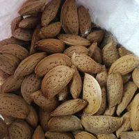 بادام تلخ