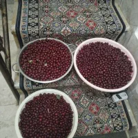 فروش آلبالو بالا جام