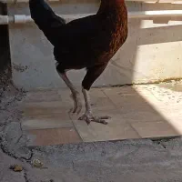 مرغ دورگه لاری