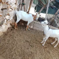 بز با کهره