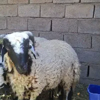 بره نر جهت معامله