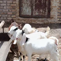 بزغاله دورگ پاکستانی