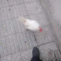 خروس سرحال