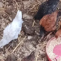 تعداد 10عدد جوجه یانیمچه دوماهه