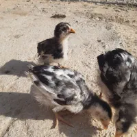 مرغ و جوجه مرغ گلین