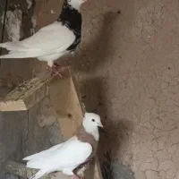 کبوترطوقی