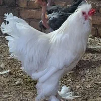 تخم مرغ نطفه دار