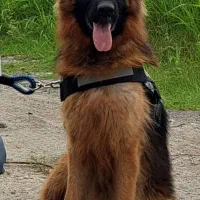 سگ ژرمن شپرد