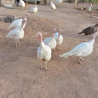 بوقلمون|حیوانات مزرعه|بیرجند, |دیوار