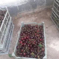 آلبالو دست چین جهت مربا ،شربت،لوشک ،خشک کردن.