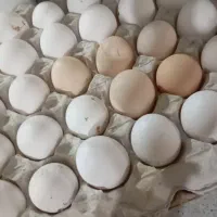 تخمم مرف محلی و کره محلی